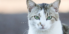 Gatos  tema de informativo da Prefeitura 