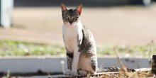 Campus possui Comisso de Manejo de Animais 