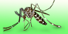 Dengue: Aumento de casos inspira ateno no campus